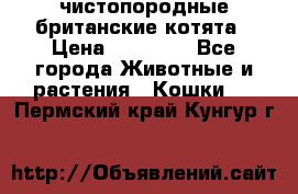 чистопородные британские котята › Цена ­ 10 000 - Все города Животные и растения » Кошки   . Пермский край,Кунгур г.